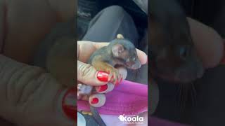 Orphaned Ringtail Possum Rescue [upl. by Paynter130]