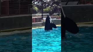 Shouka tailwalk training at SeaWorld San Diego [upl. by Komarek]