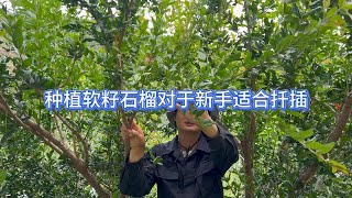 对于新手种植软籽石榴，介意大家用枝条扦插学习种植，增加成活率 [upl. by Meta]