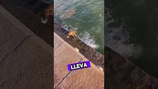 Perro Recoge la BASURA del Mar y la Bota al Basurero [upl. by Hasila]