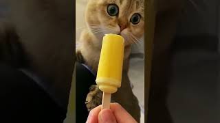 Funny cat videos [upl. by Creedon]