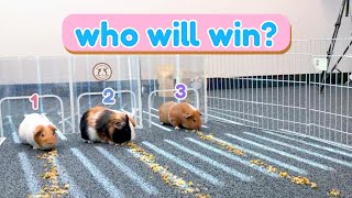 My Guinea Pigs Race Each Other  GuineaDad [upl. by Sholem]