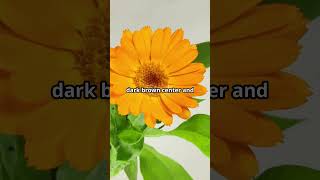 Calendula vs Dandelion 😯 7 Key Differences gardening calendula dandelions [upl. by Inanuah]