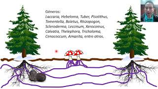 Micorrizas  Clases de microbiología agrícola [upl. by Suki296]