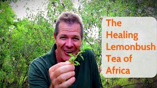 The Healing Lemonbush Tea of Africa [upl. by Dick]