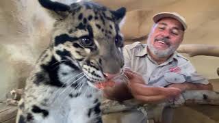 Feeding Endangered Clouded Leopards by Hand [upl. by Hedi]