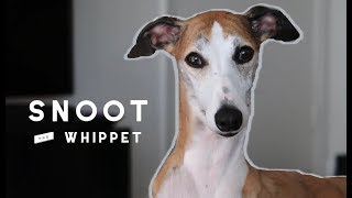 Meet Snoot the Whippet [upl. by Hallvard]