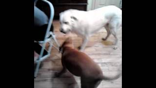 Great Pyrenees vs Pitbull [upl. by Nahsaj]