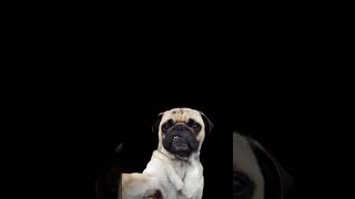 pug Kendick Drake Kendicks pug [upl. by Ilrebmik715]