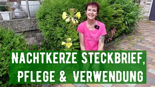 Nachtkerze Steckbrief Pflege amp Verwendung [upl. by Launame]