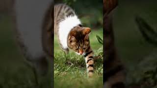 Cats catch insects cat cutecat funny catlover meowingtv [upl. by Uzia413]