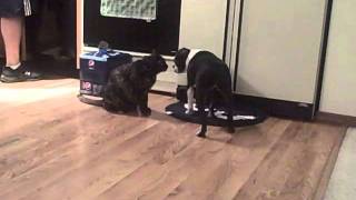 Boston Terrier vs Cat smackdown [upl. by Ericksen300]