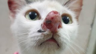 Gigantic Botfly Removed From Kittens Nose [upl. by Kleon]