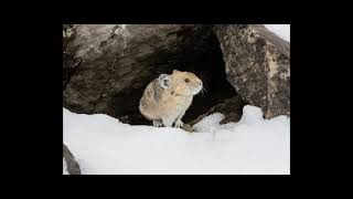 Ili pika  Ochotona iliensis [upl. by Jago]