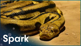 What Is AntiVenom And How Does It Work  Worlds Worst Venom [upl. by Eirrem]