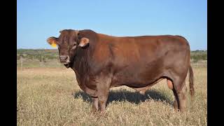 Braunvieh Cattle  Everything You Need To Know [upl. by Anirdnaxela]