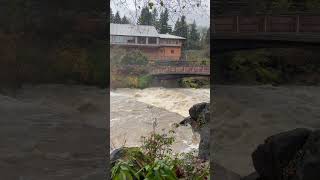 Raging Tumwater Falls Deschutes River to Puget Sound after a heavy rainfall [upl. by Nedac766]