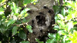 Bald Faced Hornet HUGE Nest removal Wasp Nest [upl. by Guenzi202]