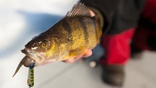 Late Ice Perch Bonanza on Lake Winnibigoshish  InDepth Outdoors TV Season 8 Episode 18 [upl. by Erdnoid925]