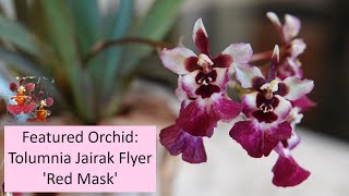 Featured Orchid Tolumnia Jairak Flyer Red Mask  Can an Orchid Be Cursed  FirstTime Bloomer [upl. by Dugas]