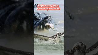 ELANG DIKEJAR BUAYA animals yearofyou amazing viralvideo shorts [upl. by Roon29]