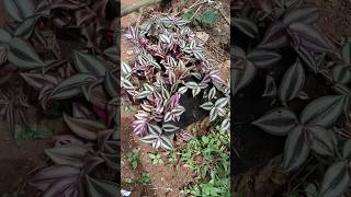 Leaf plant🌿🌿🌿shortvideo ❤️❤️❤️ [upl. by Yelrebma]