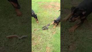 doberman attack cobra snake shorts short viral doberman canecorso trending 001 [upl. by Nnyleve]