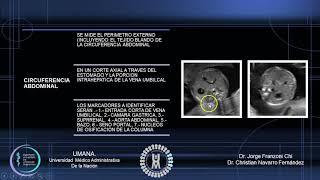 biometria fetal por trimestres [upl. by Ryder92]