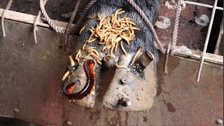 The SHOCKING truth about cutting and trimming cow hooves removing screws stuck in hooves [upl. by Cyb]