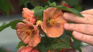 Abutilon or flowering maple has beautiful flowers [upl. by Nomar]