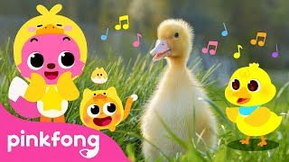 Quack Quack Little Baby Ducks  Kids Nursery Rhyme  Pinkfong Ninimo [upl. by Akcirahs642]