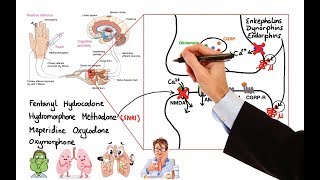 Pharmacology  OPIOIDS MADE EASY [upl. by Faunia]