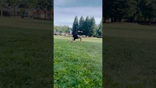 Prowler or spiderman 🧐martialarts spiderman prowler flips flip karate taekwondo tricking [upl. by Graehme]