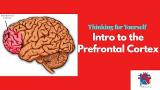 Intro to the Prefrontal Cortex [upl. by Jaenicke]