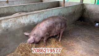 Pig Farm  Karbi Anglong  Howraghat  Zazabor DM [upl. by Auhesoj]