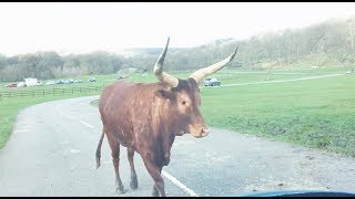 Tour of Longleat Safari Park  Visiting the Longleat Safari Park 3 hours tour in 30 minutes [upl. by Inalaeham]