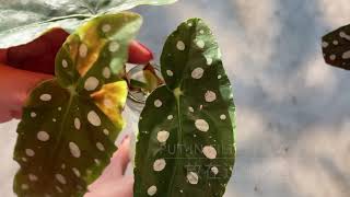 Propagating Begonia Maculata Wightii  鳟鱼海棠扦插 [upl. by Akemehs]