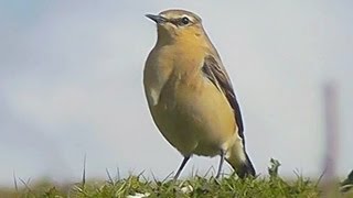 Northern Wheatear  Birdwatching England [upl. by Assertal]