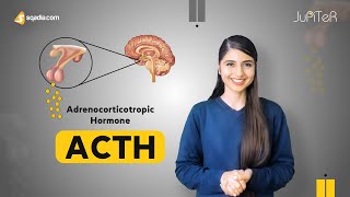 Adrenocorticotropic Hormone ACTH  Adrenal Gland Physiology Student Lecture  VLearning™ [upl. by Kunz176]