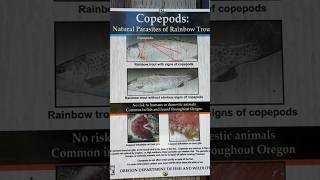 Copepods the parasites of rainbow trout are everywhere rainbowtrout parasites shorts [upl. by Leda]