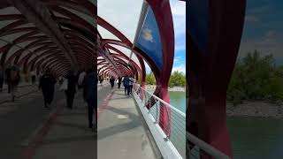 Peace bridge 🌉 calgary canada calgaryisbeautiful yyc peacebridge [upl. by Zurek951]