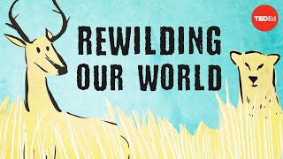 From the top of the food chain down Rewilding our world  George Monbiot [upl. by Nemhauser]