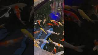 Beautiful koi fishes 🐠 shortfeeds koi aquarium beauties koifish [upl. by Netaf]