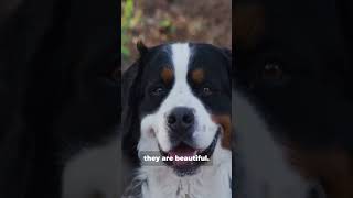 Is the Bernese Mountain Dog the Right Breed for You Find Out animalhistory dogloverpets [upl. by Hammock]