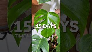 Monstera Aurea Time Lapse 15 days houseplants [upl. by Kajdan]