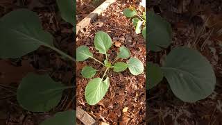 Watering your Brassicas  Zone 8a [upl. by Anirazc16]