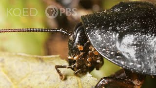 You Wish You Had Mites Like This Hissing Cockroach  Deep Look [upl. by Waine]