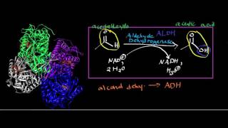 Aldehyde Dehydrogenase Physiology Biochemistry and Mechanism [upl. by Atalanta]