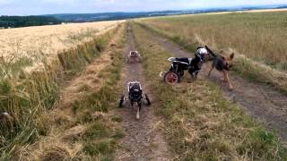 Dogs in wheelcart playing with a stick [upl. by Belia]