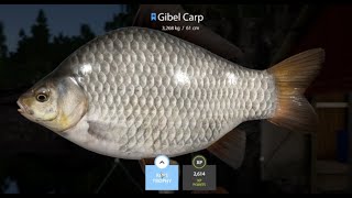 Russian Fishing 4  Ladoga Lake Blue tag Gibel Carp spot 4370 [upl. by Notlehs782]